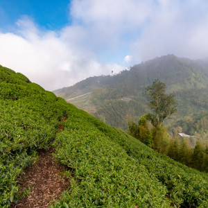 The Shan Lin Xi Oolong...