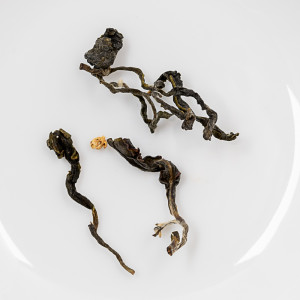 2021 Winter Osmanthus...