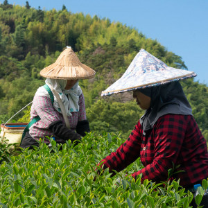 2021 Automne 'Tie Guan Yin'...