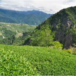 2022 Spring Qingxin Oolong...