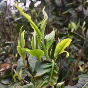 2017 Printemps top Puerh cru sauvage de vieux théiers en galette