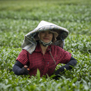 2023 Hiver Dong Pian Oolong...