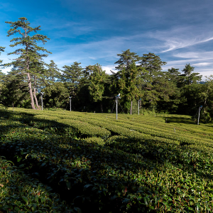 2023 Spring Qingxin Oolong...