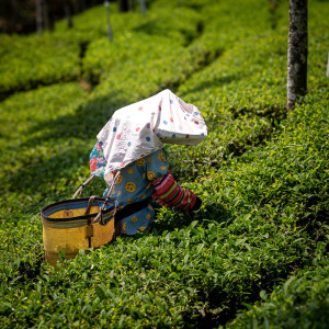 2024 Spring Jinxuan Oolong...