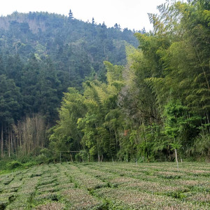 2024 Spring QingXin Oolong...