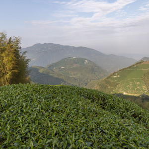 2024 Spring Qingxin Oolong...