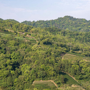 2025 Printemps Baozhong...