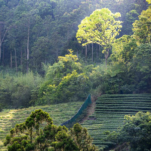 2025 Printemps Shuixian au...