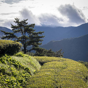 2025 Spring Qingxin Oolong...