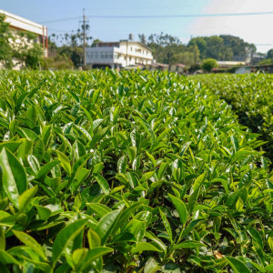 2025 Summer Gaba organic...
