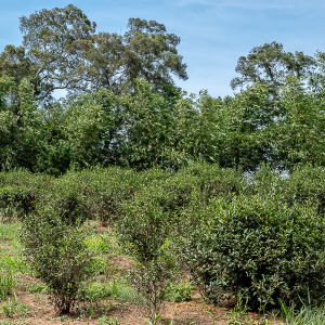 2017 Autumn Oriental Beauty...