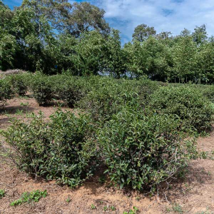 2016 Winter Oriental Beauty...