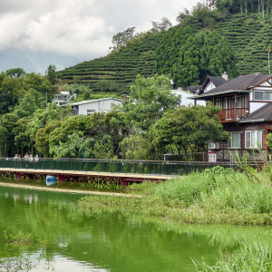 2025 Eté Oolong de Dong...