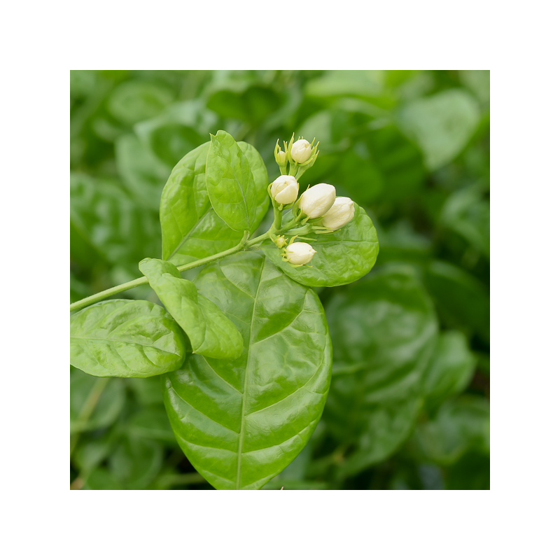 Thé au jasmin - Impérial 2023