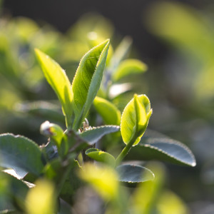 2026 Spring Organic Best...