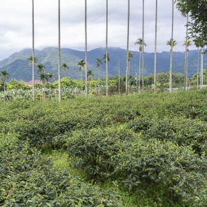 2026 Spring Qingxin Oolong...