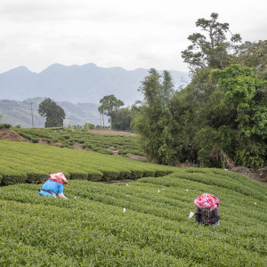 2026 Spring QingXin Oolong...