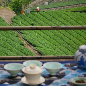 2026 Spring QingXin Oolong...