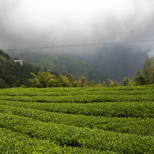 2026 Spring Qingxin Oolong...