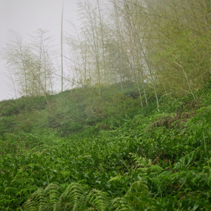 2021 Spring Qingxin Oolong...