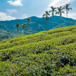 2026 Spring Jade Oolong...