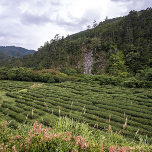 2026 Spring Qingxin Oolong...