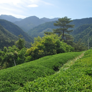 2026 Spring Qingxin Oolong...