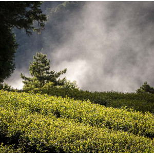 2026 Spring Qingxin Oolong...