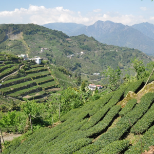 The TeaMasters gift box of Alishan Oolongs